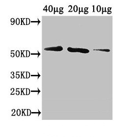 western blot using anti-Arabidopsis thaliana DEGP12 antibodies